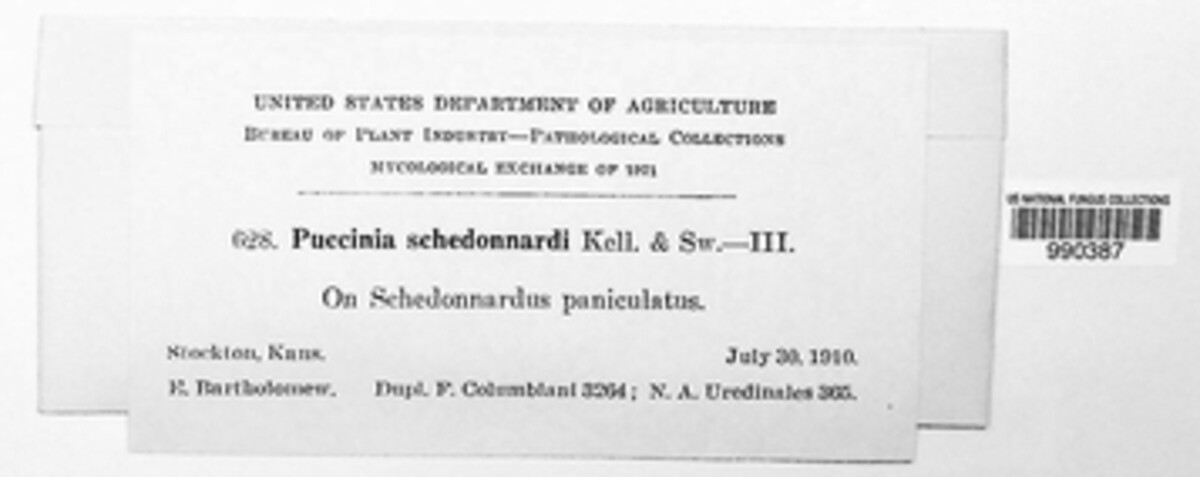 Puccinia schedonnardi image